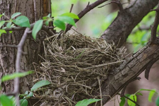 coping with empty nest