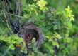 empty nest syndrome symptoms