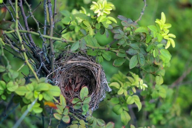 empty nest syndrome symptoms