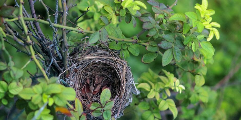 an-essential-guide-to-empty-nest-syndrome-symptoms-image empty nest syndrome symptoms